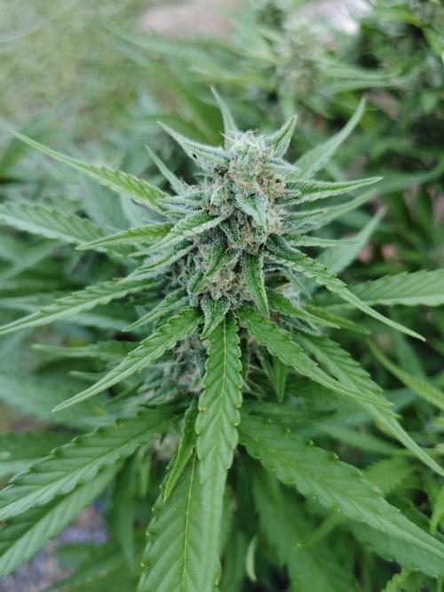 Gorilla Cookies Outdoor. Week 8