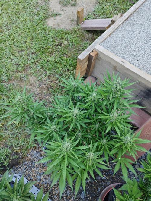 Gorilla Cookies Outdoor. Week 8