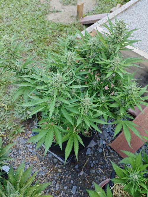 Gorilla Cookies Outdoor. Week 8