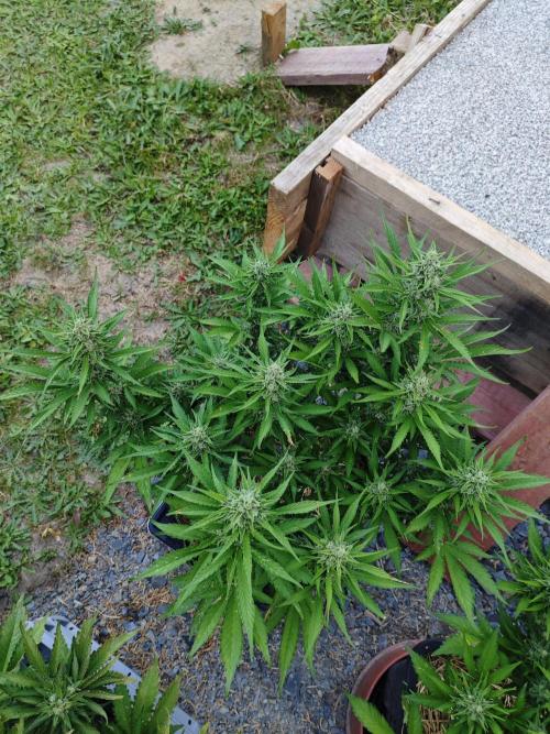 Gorilla Cookies Outdoor. Week 9