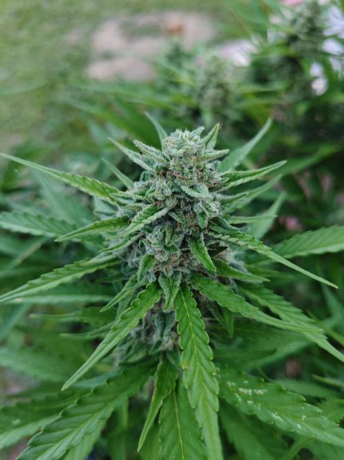 Gorilla Cookies Outdoor. Week 9