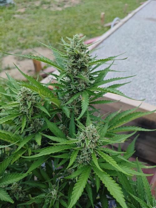 Gorilla Cookies Outdoor. Week 9