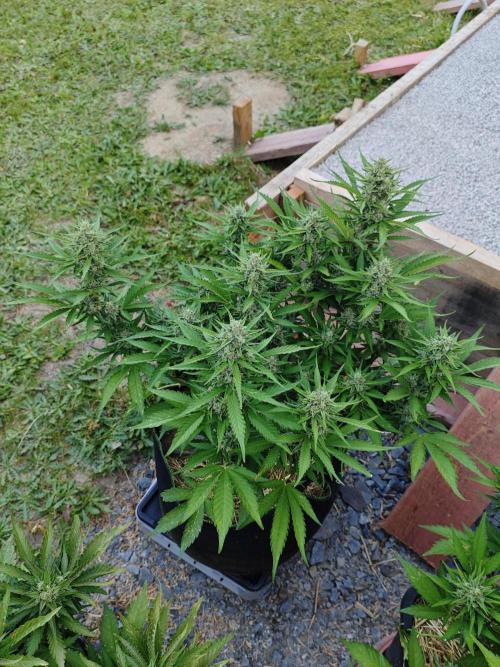 Gorilla Cookies Outdoor. Week 9