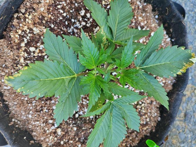 Pound Cake - Outdoor. Week 2