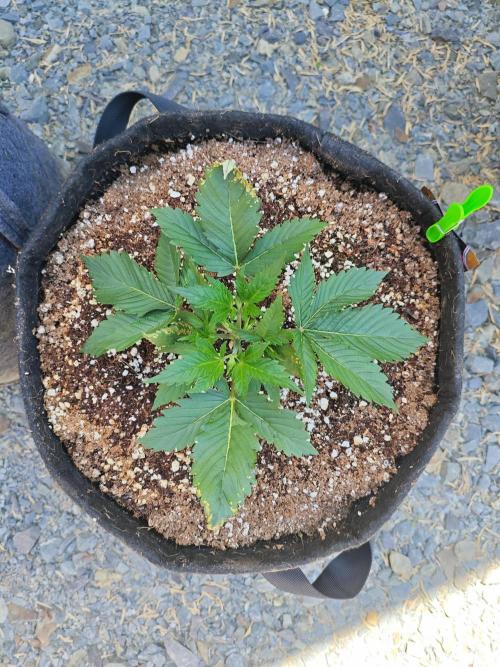 Pound Cake - Outdoor. Week 2