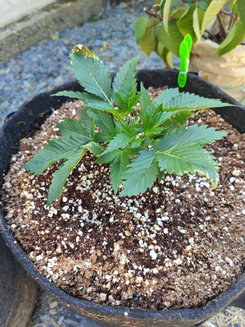 Pound Cake - Outdoor. Week 2