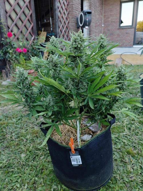 Gorilla Cookies Outdoor. Week 10