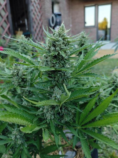 Gorilla Cookies Outdoor. Week 10