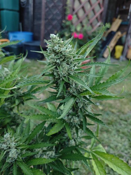 Gorilla Cookies Outdoor. Week 10