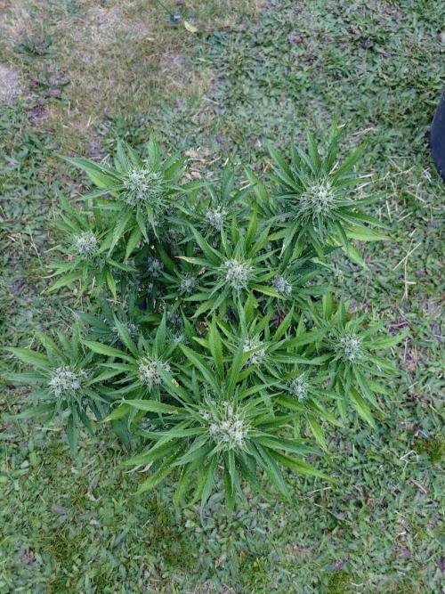 Gorilla Cookies Outdoor. Week 10