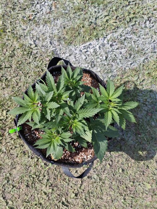 Pound Cake - Outdoor. Week 3