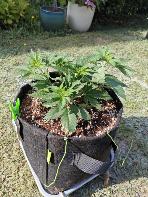 Pound Cake - Outdoor. Week 3