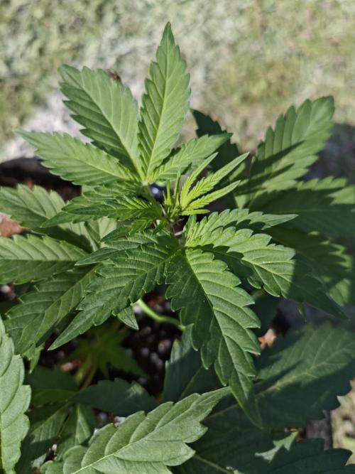 Pound Cake - Outdoor. Week 3