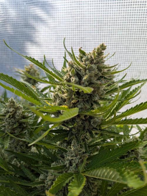 Gorilla Cookies Outdoor. Week 11