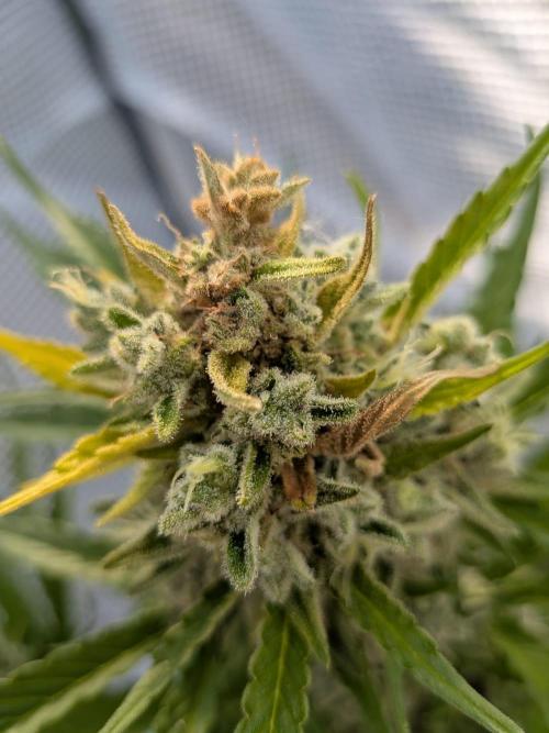 Gorilla Cookies Outdoor. Week 11