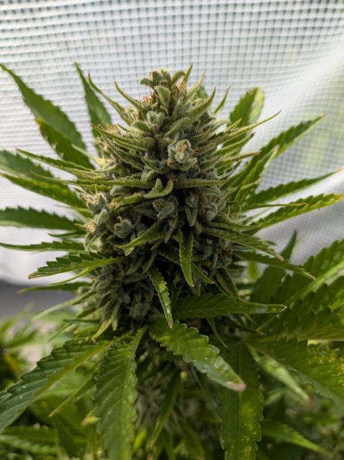 Gorilla Cookies Outdoor. Week 11