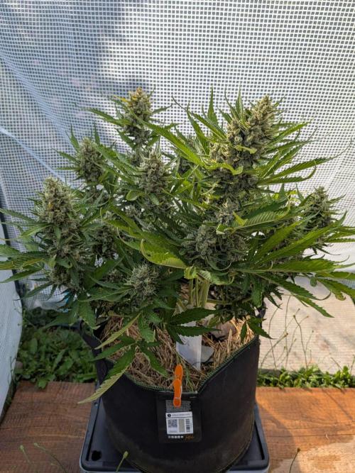 Gorilla Cookies Outdoor. Week 11