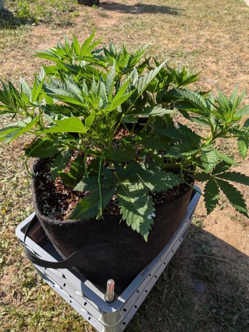Pound Cake - Outdoor. Week 4