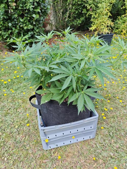Pound Cake - Outdoor. Week 5