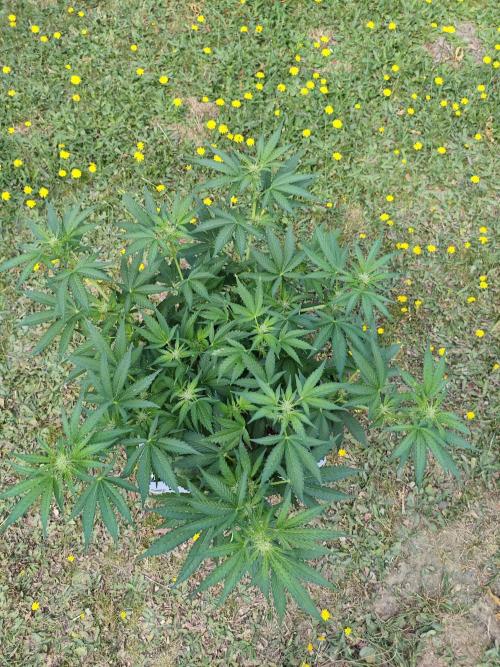 Pound Cake - Outdoor. Week 5