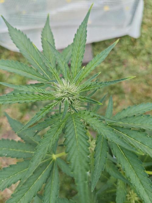 Pound Cake - Outdoor. Week 5