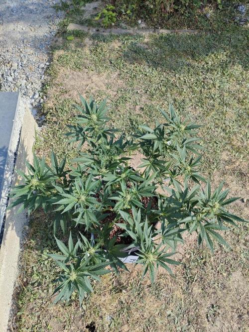 Pound Cake - Outdoor. Week 6