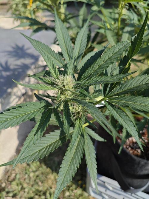 Pound Cake - Outdoor. Week 6