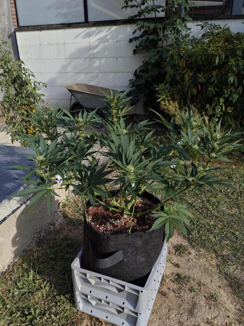 Cocos Brix. Week 6