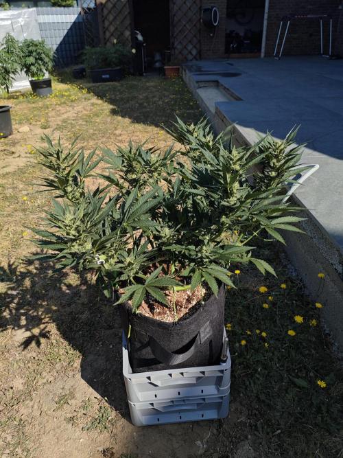 Pound Cake - Outdoor. Week 7