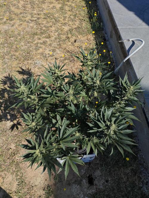 Pound Cake - Outdoor. Week 7