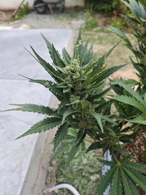 Pound Cake - Outdoor. Week 8