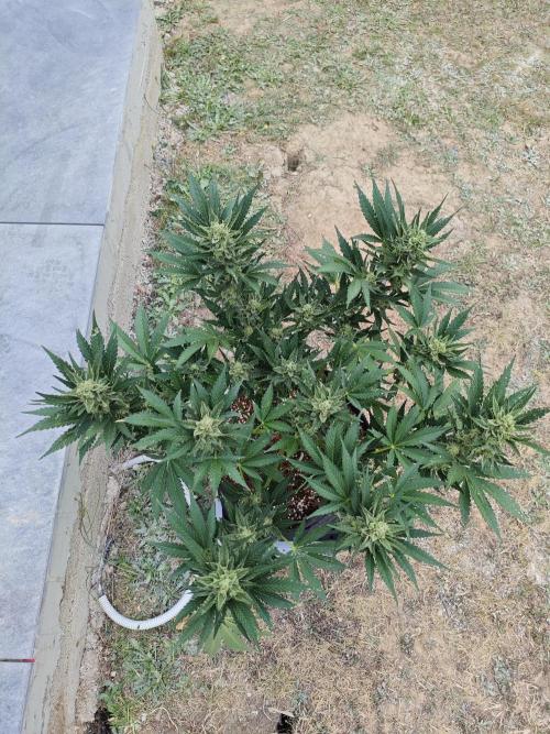 Pound Cake - Outdoor. Week 8