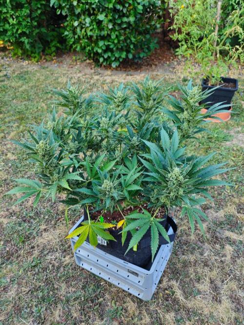 Pound Cake - Outdoor. Week 9