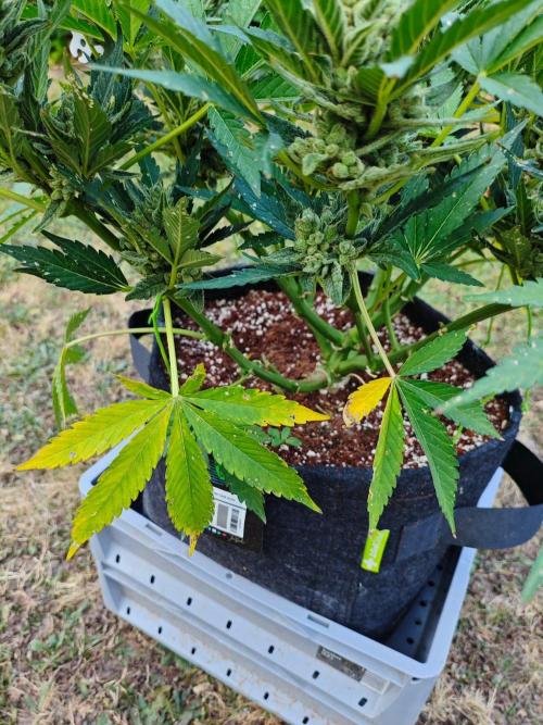 Pound Cake - Outdoor. Week 9