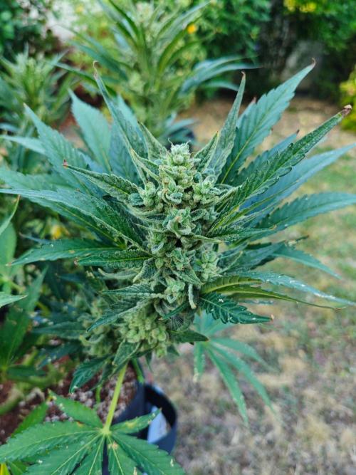 Pound Cake - Outdoor. Week 9