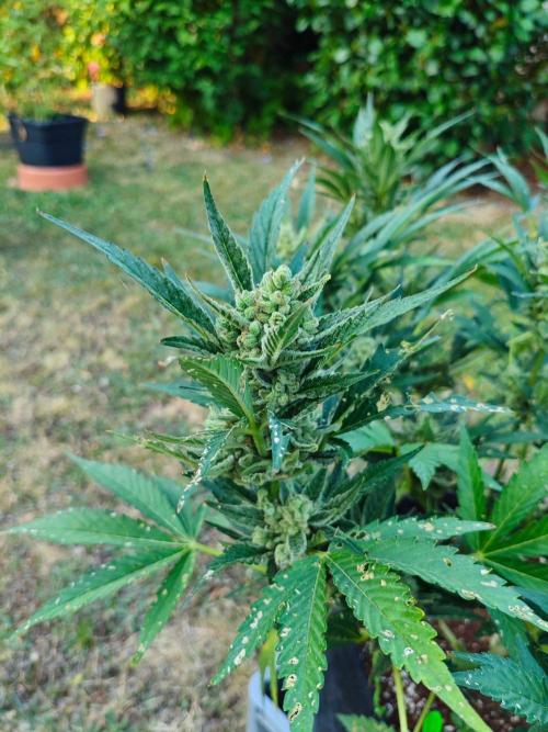 Pound Cake - Outdoor. Week 9