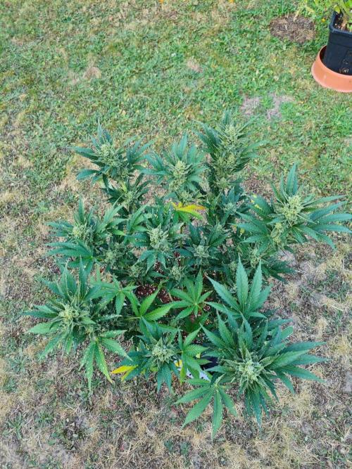 Pound Cake - Outdoor. Week 9
