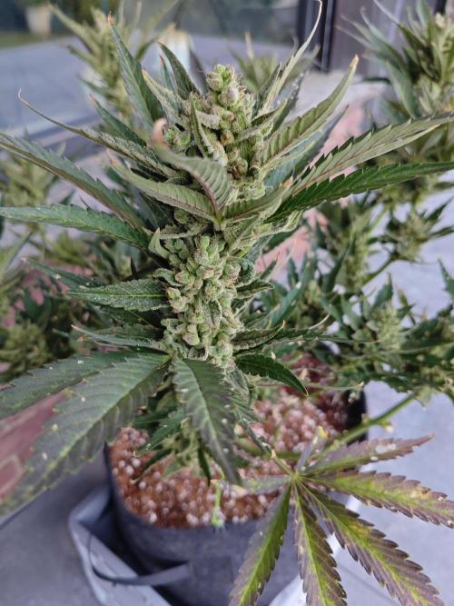 Pound Cake - Outdoor. Week 10