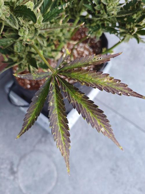 Pound Cake - Outdoor. Week 10