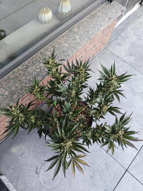 Pound Cake - Outdoor. Week 10