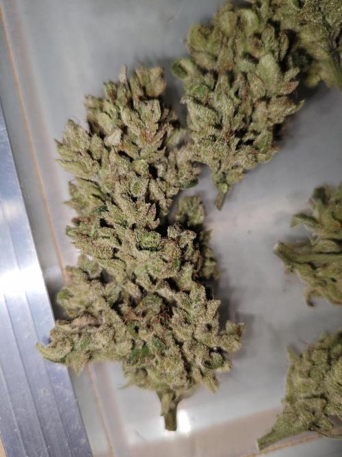 Pound Cake - Outdoor. Week 11