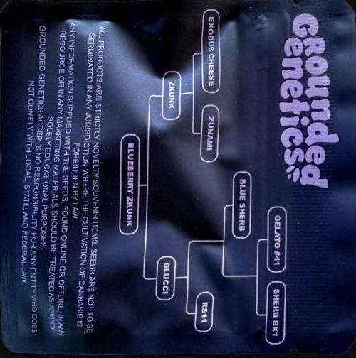 Grounded Genetics Grow. Week 1