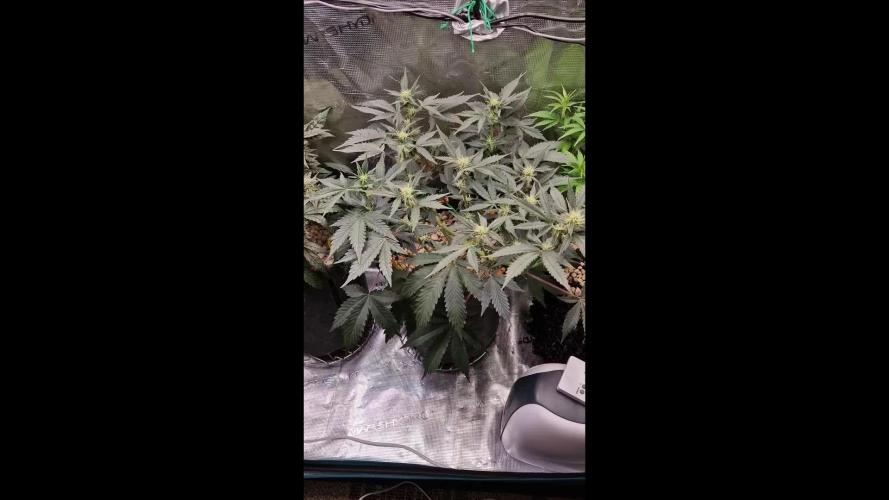 💚Mephisto Genetics💚 (Experiment)