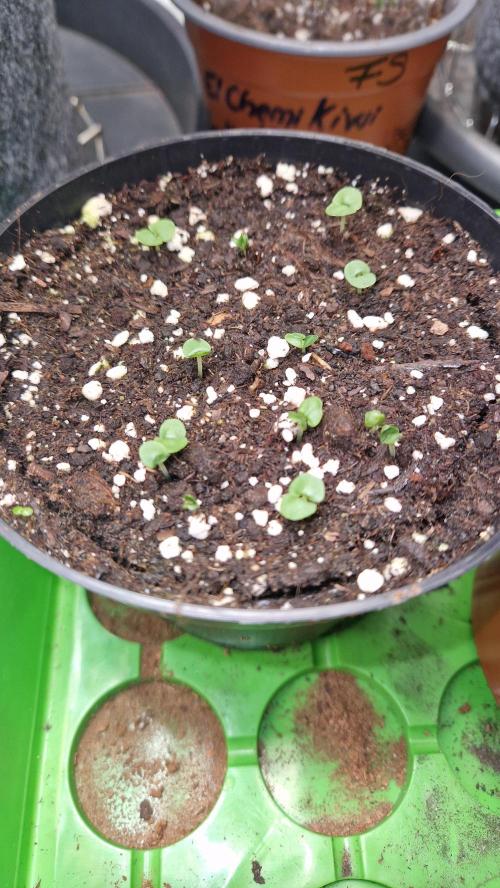 💚🌱Balcony Garden 2.0💚🌱. Week 0