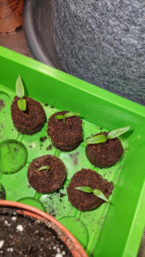 💚🌱Balcony Garden 2.0💚🌱. Week 0