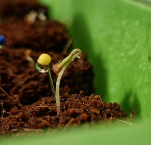 💚🌱Balcony Garden 2.0💚🌱. Week 0