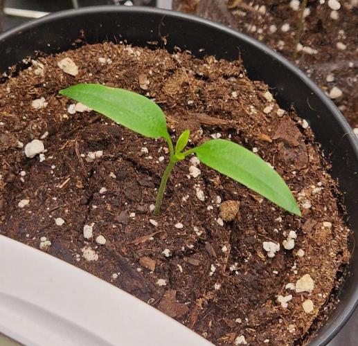 💚🌱Balcony Garden 2.0💚🌱. Week 1