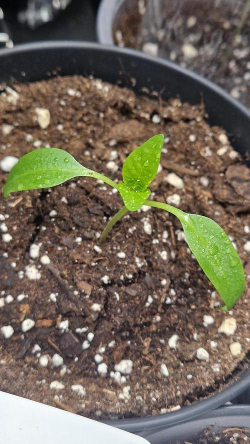 💚🌱Balcony Garden 2.0💚🌱. Week 1