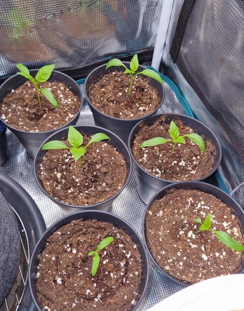 💚🌱Balcony Garden 2.0💚🌱. Week 1