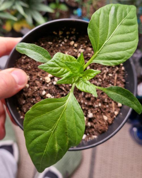 💚🌱Balcony Garden 2.0💚🌱. Week 1